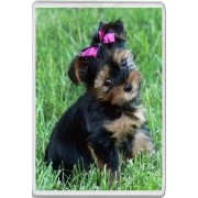 Picture of a Yorkshire Terrier - Jumbo Fridge Magnet