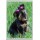 Picture of a Yorkshire Terrier - Jumbo Fridge Magnet