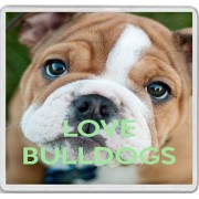 Love Bulldogs - Large Coaster