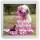 Keep Calm and Hug Your Old English Sheepdog - Small Coaster