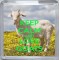 Keep Calm and Love Goats - Small Coaster