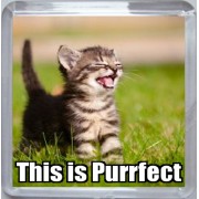 This is Purrfect - Small Coaster