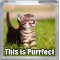 This is Purrfect - Small Coaster