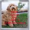 Keep Calm and Love a Labradoodle - Small Coaster