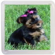 Picture of a Yorkshire Terrier - Small Coaster