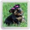 Picture of a Yorkshire Terrier - Small Coaster